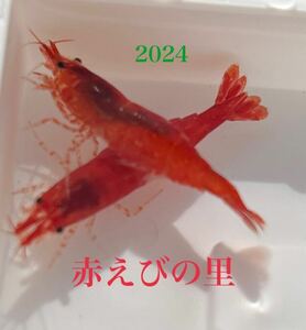 【赤えびの里】　赤いミナミヌマエビ 2024
