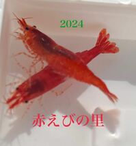 【赤えびの里】　赤いミナミヌマエビ 2024_画像1