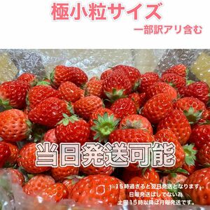 極小粒サイズ（一部訳あり含む） 約750g　紅ほっぺ　いちご 