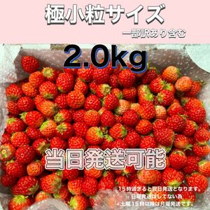 極小粒サイズ（一部訳あり含む）約2.0kg　紅ほっぺ　いちご 