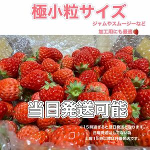 極小粒サイズ（一部訳あり含む） 約750g　紅ほっぺ　いちご 