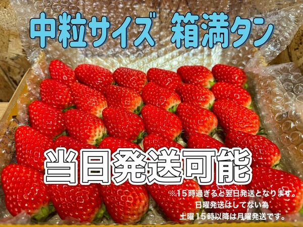 中玉サイズ 箱満タン 750g以上 紅ほっぺ　いちご 苺