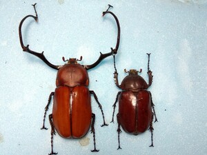 【標本】ドウナガテナガコガネ ♂77mm♀64mm