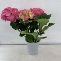 ●アジサイ●　シュガー　ピンク　あじさい　紫陽花　4号鉢　鉢植えアジサイ_画像3