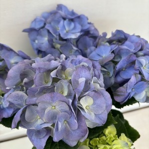 ●アジサイ● シュガー ブルー あじさい 紫陽花 4号鉢 鉢植えアジサイの画像1