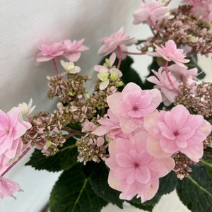 ●アジサイ●　春よ恋　あじさい　紫陽花　3.5号ポット　鉢植えアジサイ