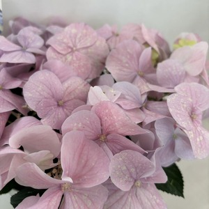 ●アジサイ●　フレンチボレロ　あじさい　紫陽花　4号鉢　鉢植えアジサイ