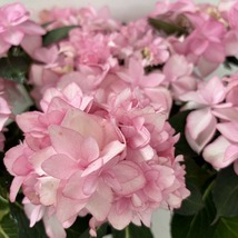 ●アジサイ●　フェイ　あじさい　紫陽花　5号鉢　鉢植えアジサイ_画像3