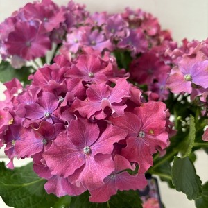 ●アジサイ●　カーリースパークル　あじさい　紫陽花　5号鉢　鉢植えアジサイ