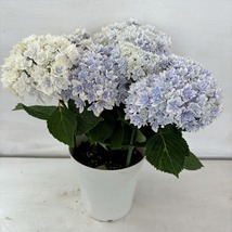 ●アジサイ●　響　ブルー　あじさい　紫陽花　5号鉢　鉢植えアジサイ_画像2