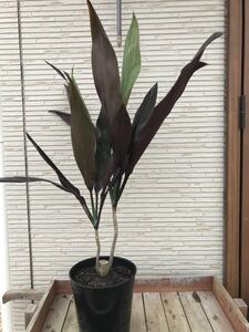 * dracaena black leaf 90cm large stock 2 ps .. cut flower . dry flower also *