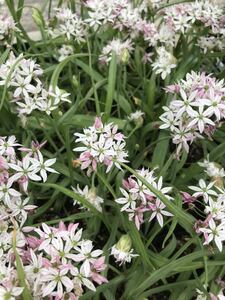 ★アリウム カメレオン　花付き苗　2-3球植え　植えっぱなしで毎年咲きます★