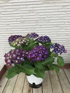 * hydrangea bell bed beauty gorgeous .5 number size ①*