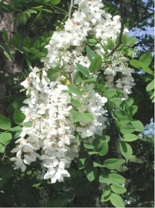 蜜源！魅惑の香り！アカシアの雨＝ニセアカシア　Robinia pseudoacacia　北米産種子10粒＋発芽説明 γ ш **ц**　⑧