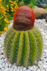 ■レア奇抜■カリブ海の奇妙な赤帽サボテン！ メロカクタス イントルトス 種子10粒 Melocactus intortus　θ **ц**　п　④