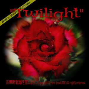 レア■深紅の八重咲！ アデニウム トワイライト 新鮮種子 5粒　Adenium Twilight γ 　θ **ц**　②