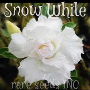 ■激レア！傑作八重咲フレア　アデニウム スノーホワイト 新鮮種子 5粒　Adenium Snow White　 γ 　θ **ц**　②