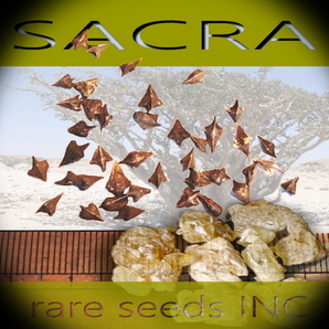 新着！■フランキンセンス ボスウェリア サクラ 新鮮 種子5粒 Boswellia Sacra 最高級 乳香 美容 **ц**  ⑯の画像1
