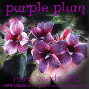 ■激レア！可憐な紫系 アデニウム パープルプラム 新鮮種子 3粒　Adenium Purple Plum 　 γ 　θ **ц**　②