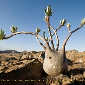 今季新着！■パキポディウム グラキリス 種子50粒 Pachypodium rosulatum var. gracilius θ **ц** ①の画像2