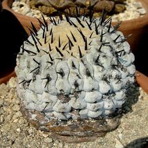 【新着激レア！】黒王丸 本物カミーノモンペラレス産！ 種子５粒 説明書付き！ COPIAPOA CINEREA（JN2481）　θ **ц**　п　④_画像2