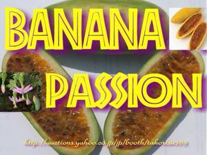 ■芳醇 Passiflora mollissima バナナパッションフルーツ モリッシマ 種子10粒　 ф **ц**　⑬