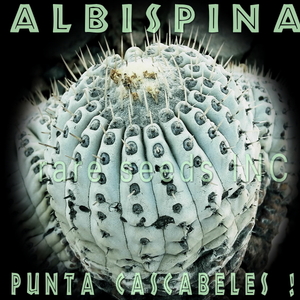 ■新着激レア！白刺黒王丸 ”プンタカスカベレス” 種子5粒 COPIAPOA CINEREA v. Albispina JN2527 +説明書 　θ **ц** п ④