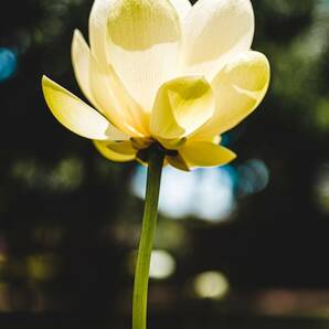 ■激レア！■優美な黄色のハス！【薔薇より美しく香り貴い ルテア】Nelumbo Lutea 種子 5個！  蓮 γ **ц** ⑨の画像3