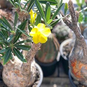 今季新着！■パキポディウム グラキリス 種子5粒 Pachypodium rosulatum var. gracilius θ **ц** ①の画像3