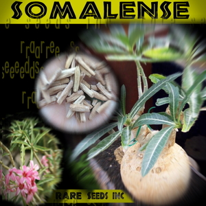 激レア■ソマリアの塊根！ アデニウム ソマレンセ 新鮮種子10粒　 somalense　　γ θ **ц**　②