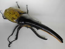 種親１７４ｍｍ(１５９mm)　ヘラクレス オオカブトムシ　２齢幼虫　２ペア_画像1