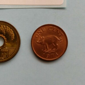 外国コイン バミューダ (Rー７０７) １セント硬貨 １９７１年 動物 イノシシ(猪)の画像3