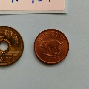 外国コイン バミューダ (Rー７０７) １セント硬貨 １９７１年 動物 イノシシ(猪)の画像2