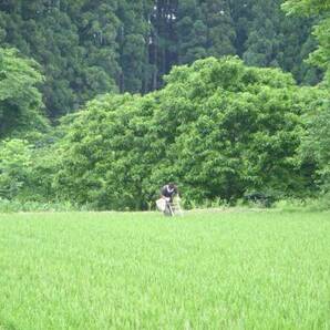 １０Kg（完全無農薬・自然栽培米）秋田県産あきたこまち送料無料 5年産の画像3