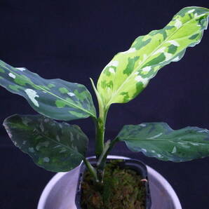 ID便 トリカラー アンダマン諸島 ポートブレア北部地域 Aglaonema pictum Tricolor Burumanica Andaman ブルマニカ Port Blairの画像4