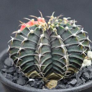 011. ギムノカリキウム Gymnocalycium friedrichii LB 2178 hyb. f. variegata【RONIN_CACTAS69】サボテンの画像4