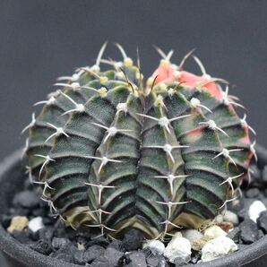 011. ギムノカリキウム Gymnocalycium friedrichii LB 2178 hyb. f. variegata【RONIN_CACTAS69】サボテンの画像5