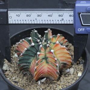 013. ギムノカリキウム Gymnocalycium friedrichii LB 2178 hyb. f. variegata【RONIN_CACTAS69】の画像2