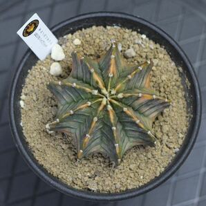 014. ギムノカリキウム Gymnocalycium friedrichii LB 2178 hyb. f. variegata【RONIN_CACTAS69】の画像6