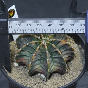 014. ギムノカリキウム Gymnocalycium friedrichii LB 2178 hyb. f. variegata【RONIN_CACTAS69】の画像2