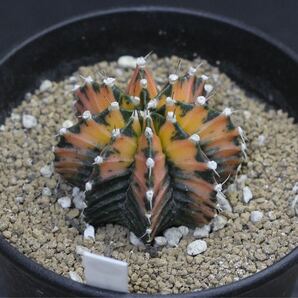 016. ギムノカリキウム Gymnocalycium mihanovichii var. friedrichii f. variegata【RONIN_CACTAS69】サボテンの画像4