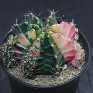 022. ギムノカリキウム Gymnocalycium mihanovichii var. friedrichii f. variegata【RONIN_CACTAS69】サボテンの画像3