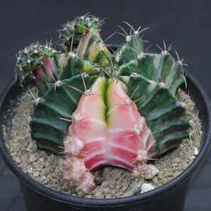 022. ギムノカリキウム Gymnocalycium mihanovichii var. friedrichii f. variegata【RONIN_CACTAS69】サボテンの画像4