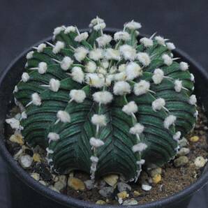 033. ギムノカリキウム Gymnocalycium friedrichii LB 2178【RONIN_CACTAS69】の画像5