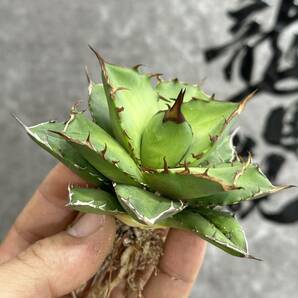 【龍園觀】①No.379 特選 アガベ 多肉植物 チタノタ 'Flame' 炎 烈焔 強棘 極上株 の画像4