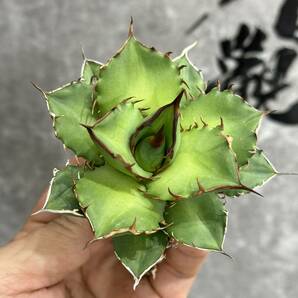 【龍園觀】①No.379 特選 アガベ 多肉植物 チタノタ 'Flame' 炎 烈焔 強棘 極上株 の画像7