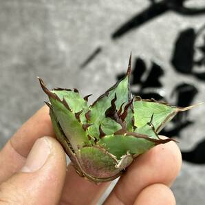 【龍園觀】①No.353 特選 アガベ 多肉植物 チタノタ ハデス Hades 黒帝斯 恐龍牙歯 強棘 極上株 陽炎株の画像1