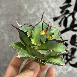 【龍園觀】①No.358 特選 アガベ 多肉植物 チタノタ ハデス Hades 黒帝斯 恐龍牙歯 超強棘 極上株の画像5