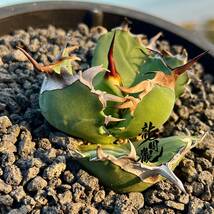 【龍園觀】①No.335 特選 アガベ 多肉植物 チタノタ 虎鯨 超強棘 極上株 激レア！ 限定株_画像1