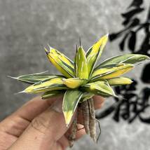 【龍園觀】① No. B41 特選 アガベ 多肉植物 ヴィクトリアレジーナ サンキング 極上株 _画像3